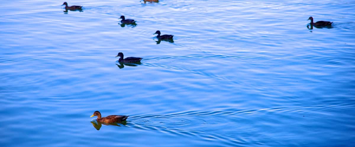 Madrid featuring bird life and a pond