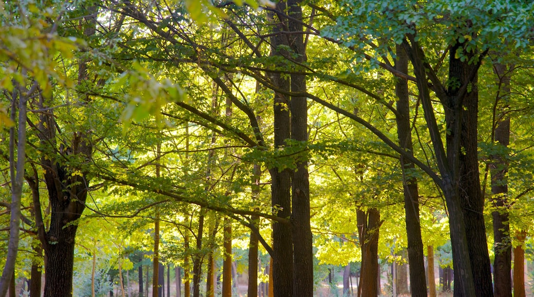 Madrid que incluye un parque