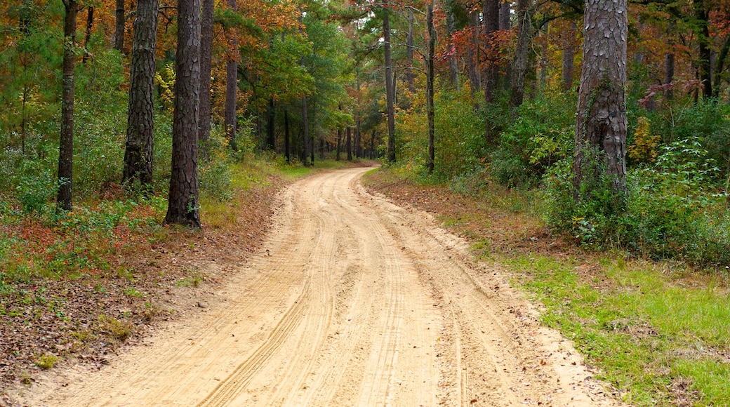 Hobcaw Barony ofreciendo escenas forestales