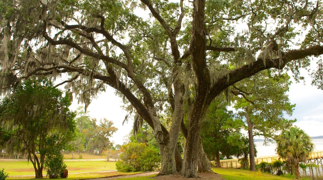 Hobcaw Barony showing a garden