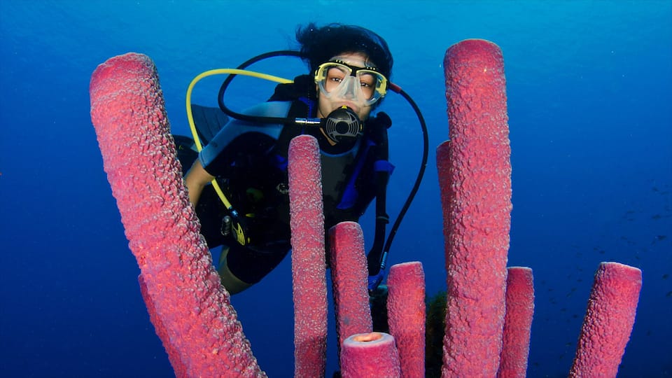 Willemstad inclusief scuba en koraal en ook een vrouw