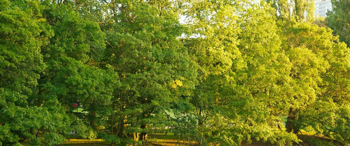 Kungsparken showing a park and a pond