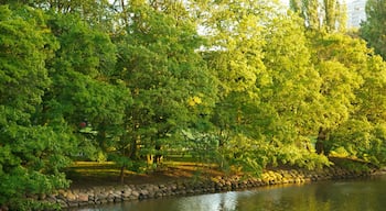 Kungsparken showing a pond and a garden