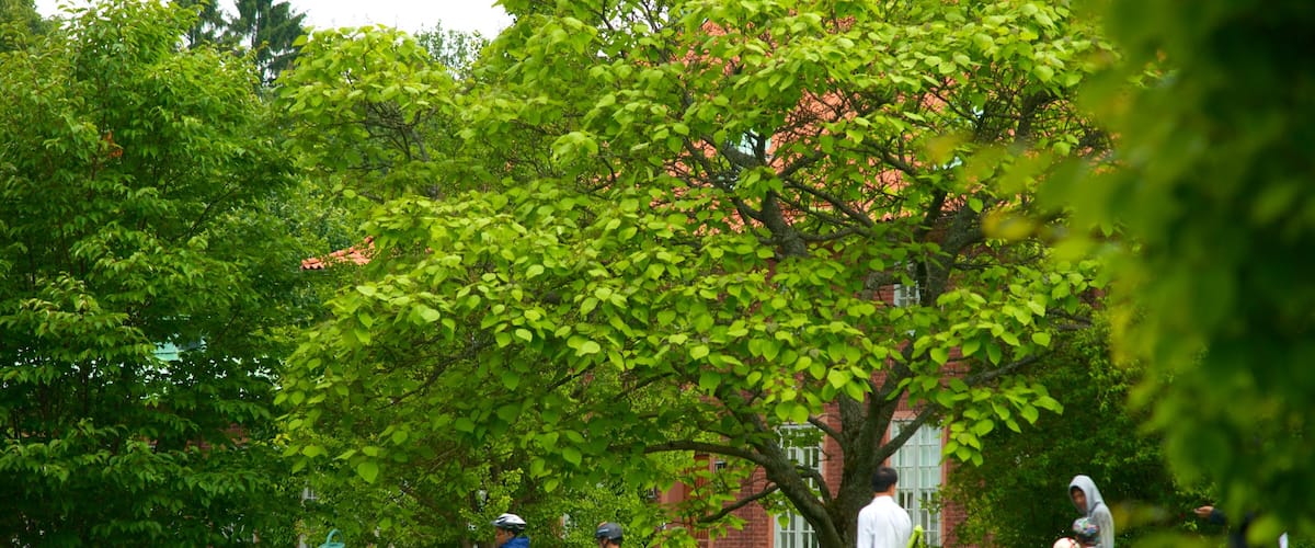 Botanic Gardens which includes a garden as well as a family