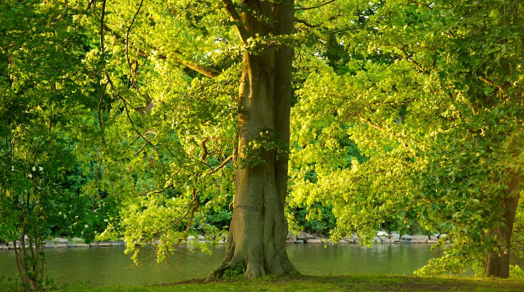 Kungsparken which includes a pond and a garden