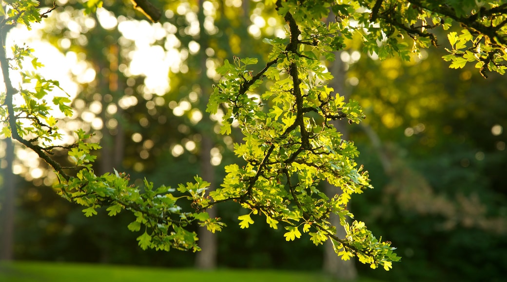 Kungsparken inclusief een tuin