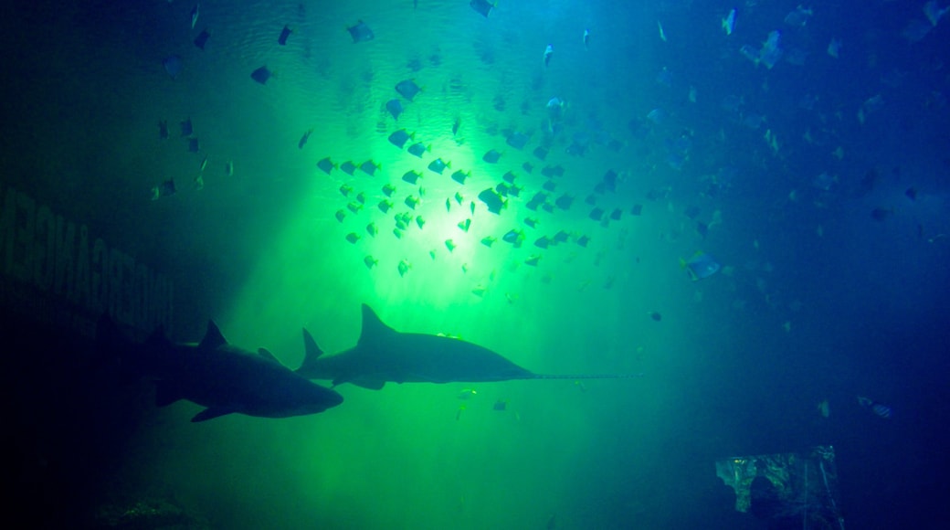 Universeum das einen Meeresbewohner