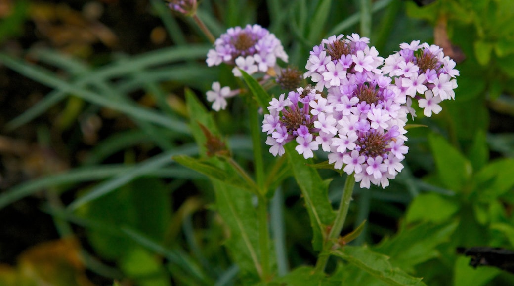 Castle Park bevat bloemen