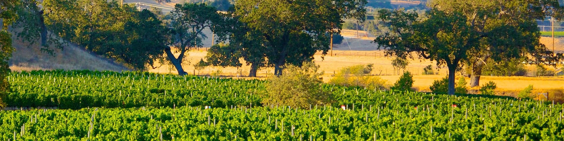 Central California showing mountains, tranquil scenes and farmland