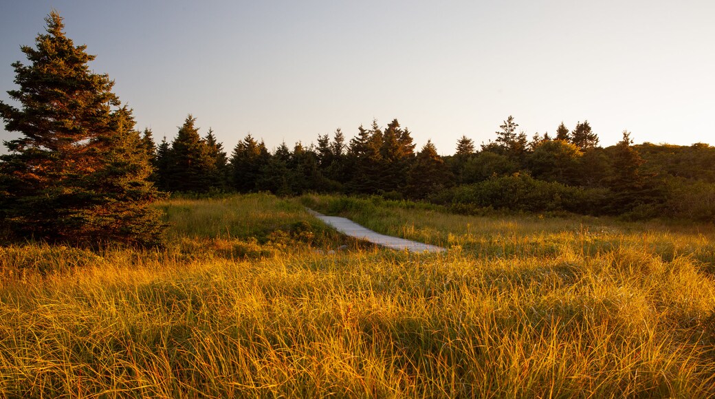 Crystal Crescent Beach som inkluderar skogslandskap och stillsam natur