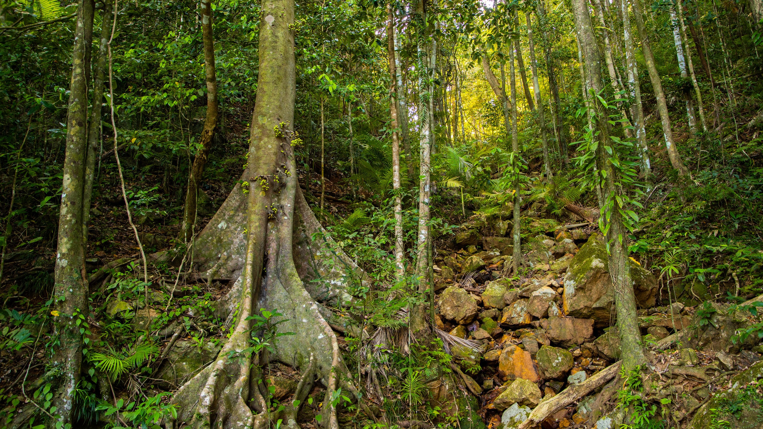 Daintree - Cape Tribulation