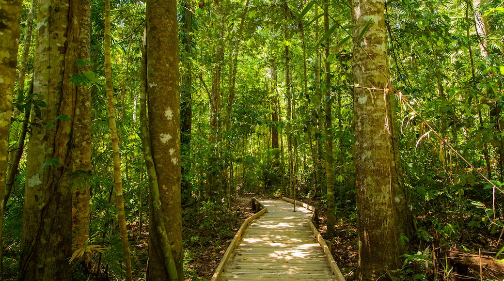 Paseo costero Jindalba