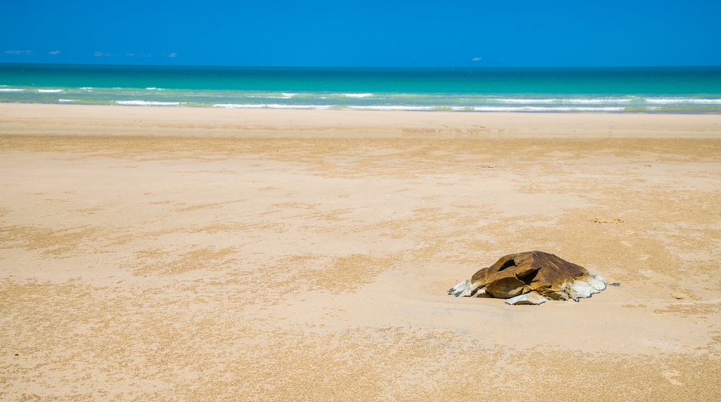 Cape Tribulation