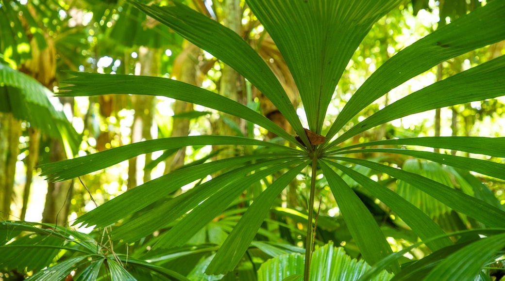 Cape Tribulation