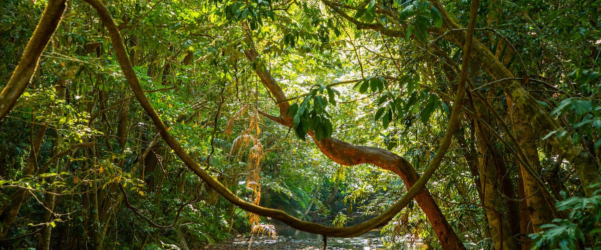 Daintree - Cape Tribulation