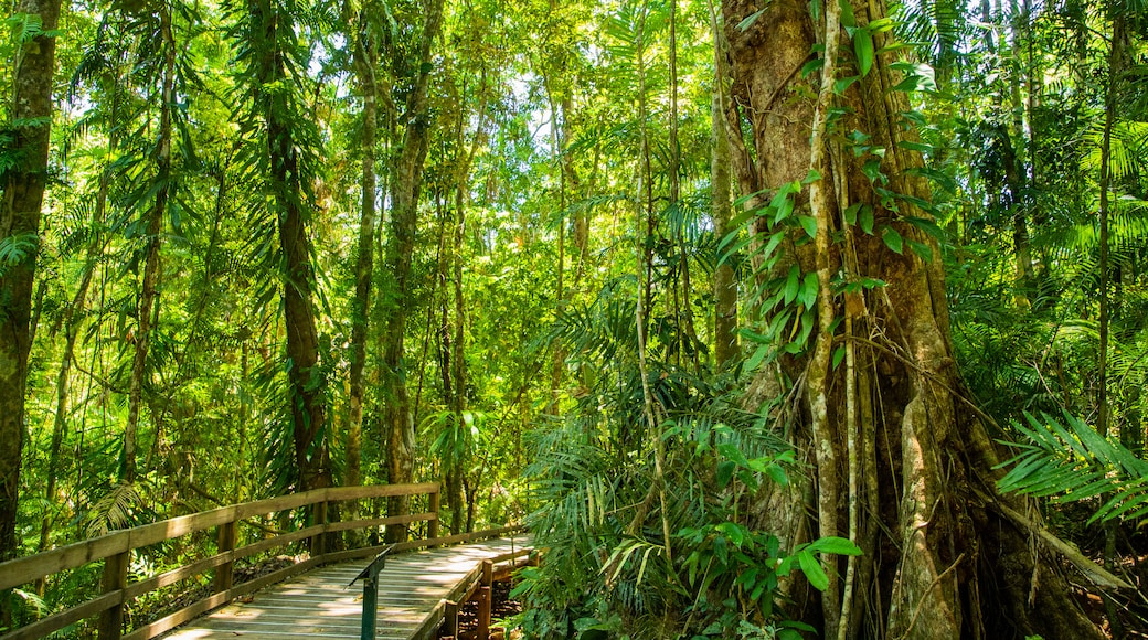 Paseo costero Jindalba