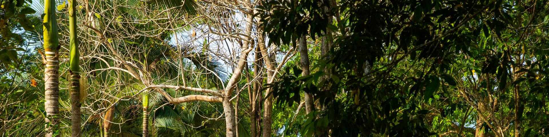 Mossman Gorge Center