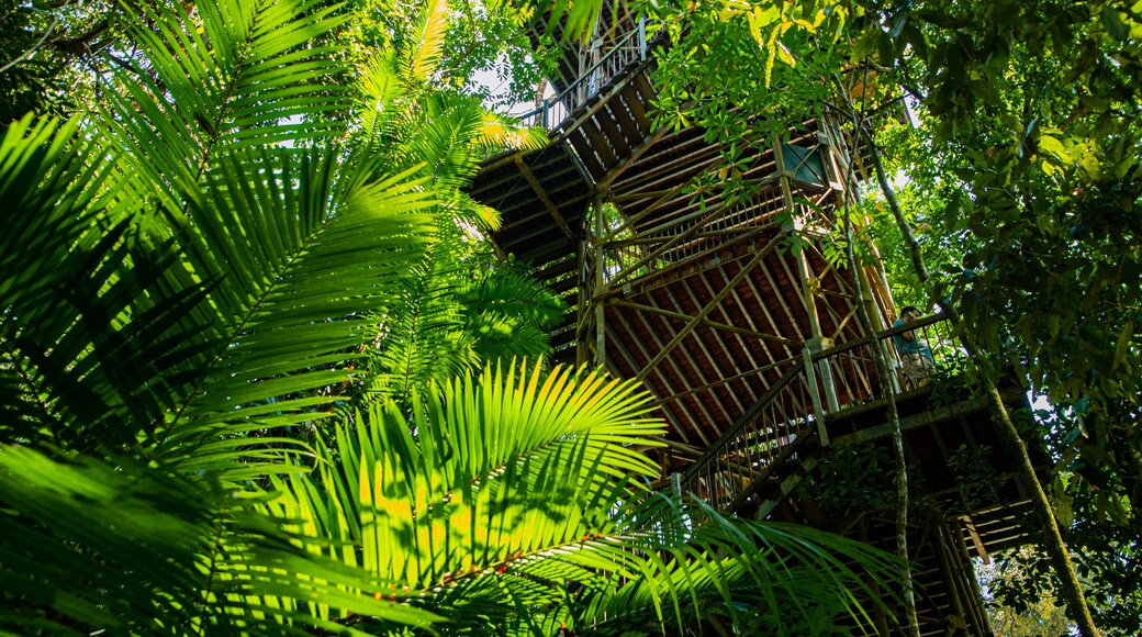 Daintree Discovery Centre