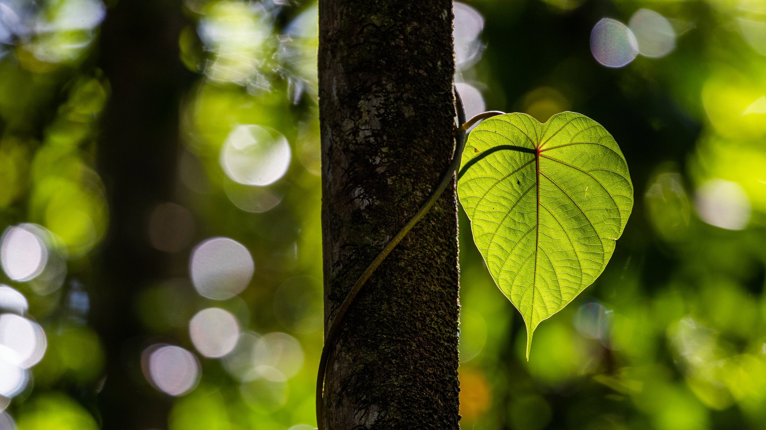 Daintree - Cape Tribulation