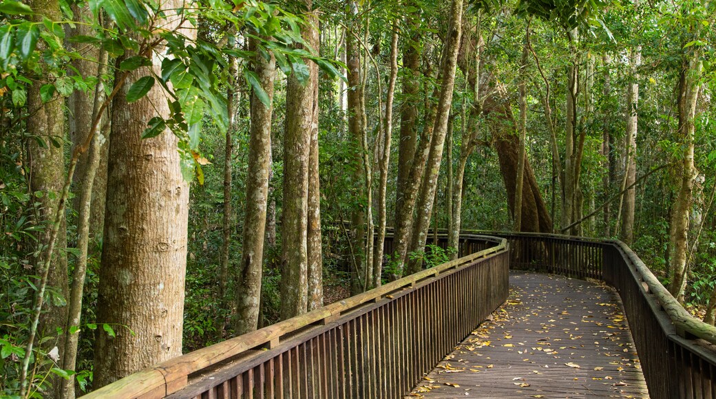 Curtain Fig National Park