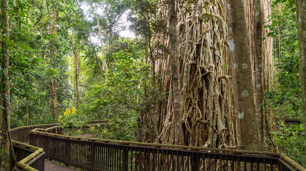 Curtain Fig National Park