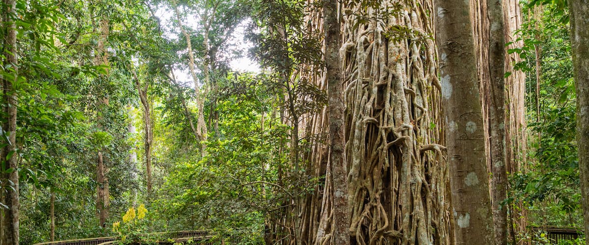 Curtain Fig National Park featuring forest scenes
