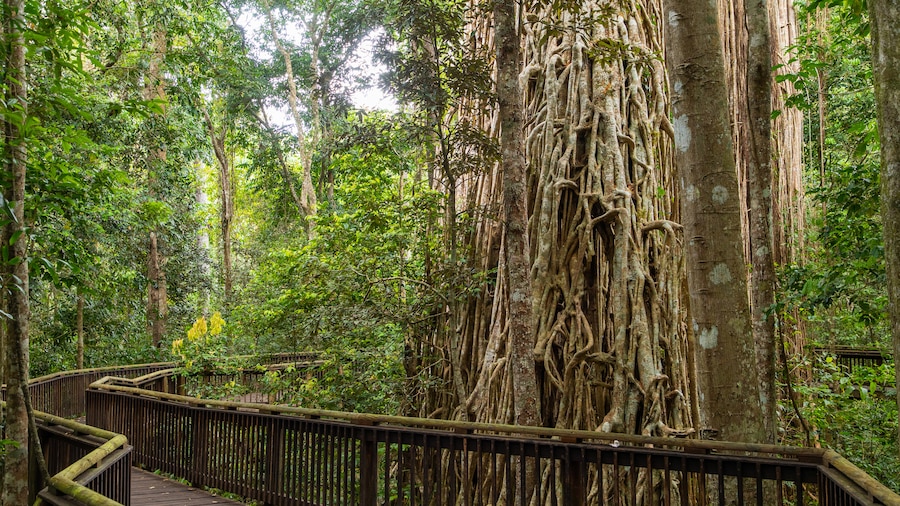 Curtain Fig National Park featuring forest scenes