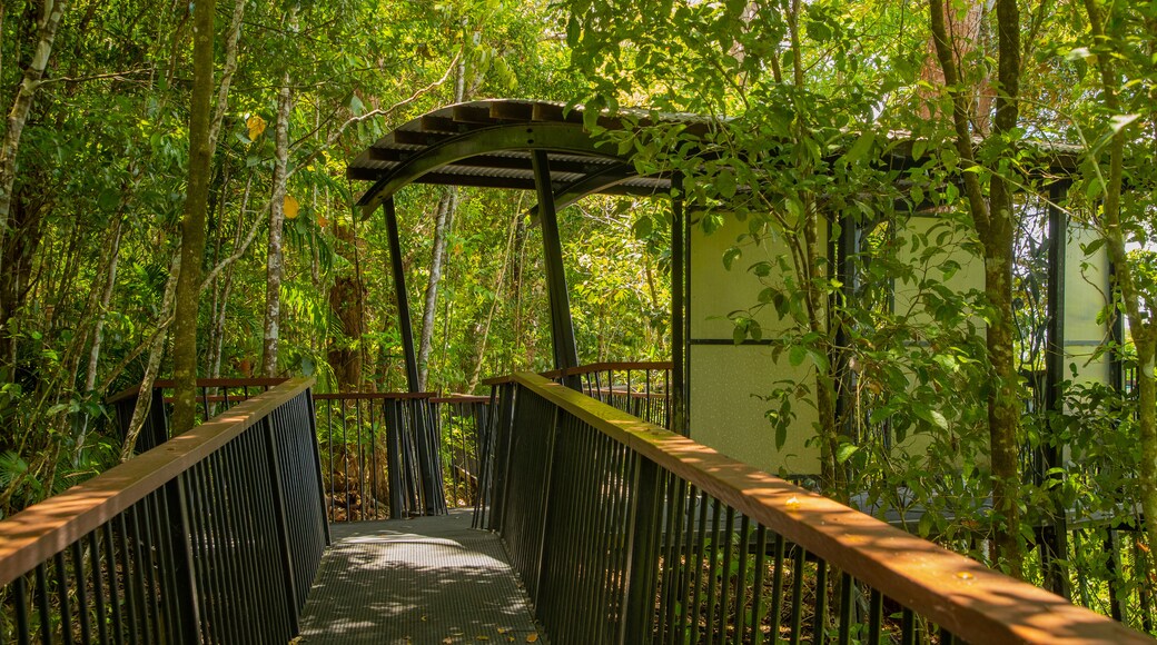 Kuranda National Park featuring a garden and forest scenes