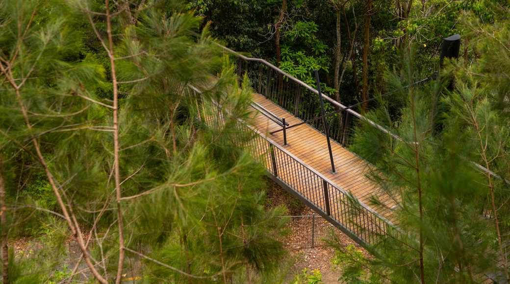 Kuranda National Park showing forests