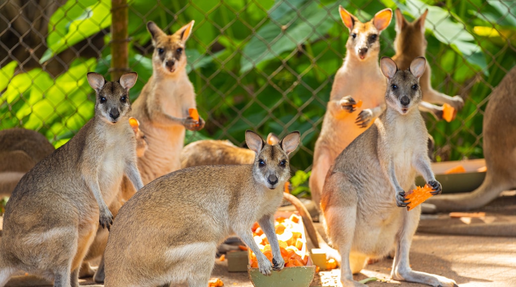 Rainforestation Nature Park