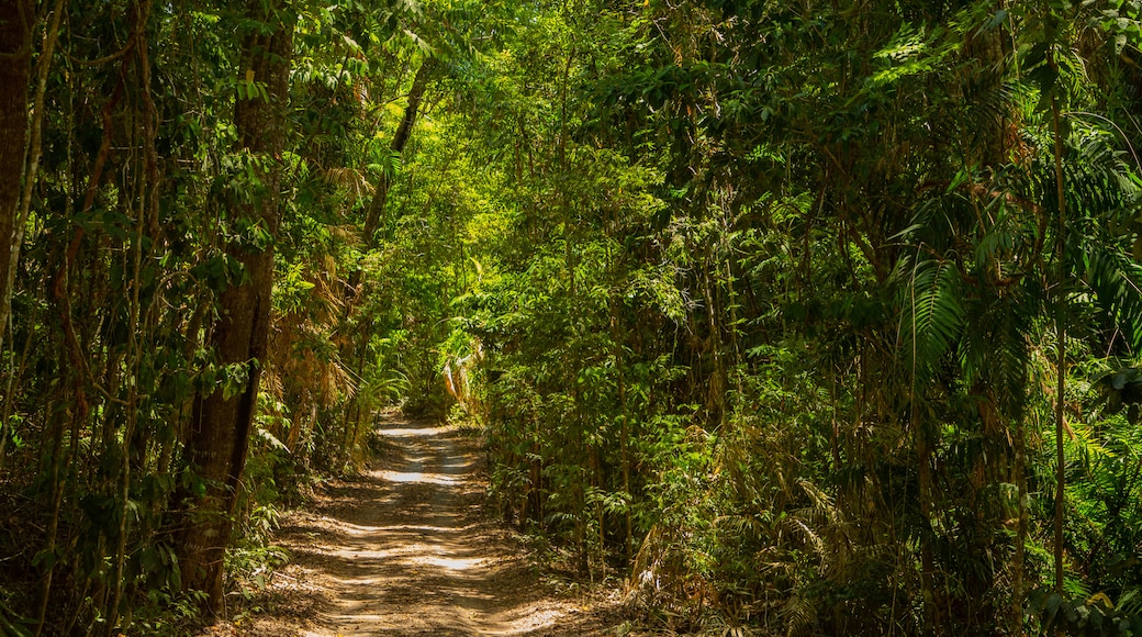 Kuranda National Park showing forest scenes