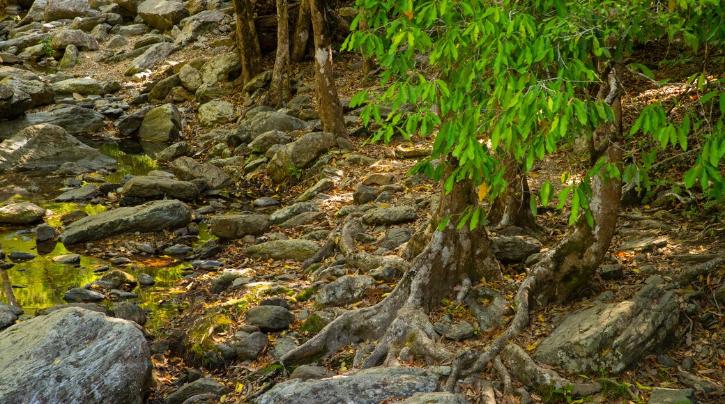 Kuranda National Park which includes forest scenes