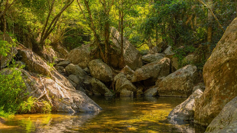 Kuranda National Park which includes forests and a pond