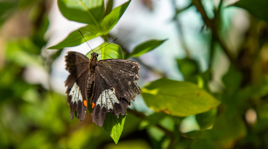 Australian Butterfly Sanctuary