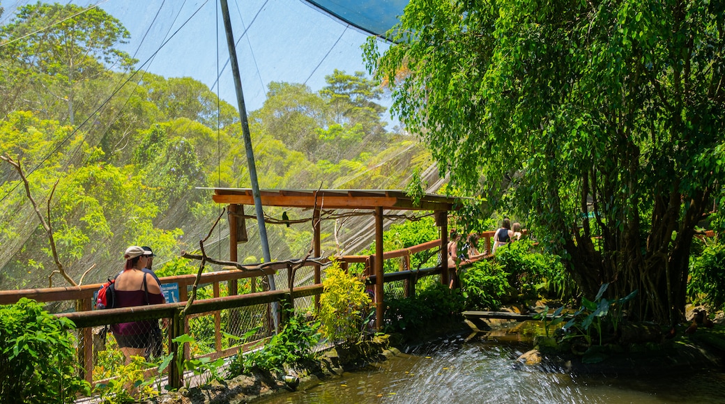 Santuario de aves Birdworld Kuranda
