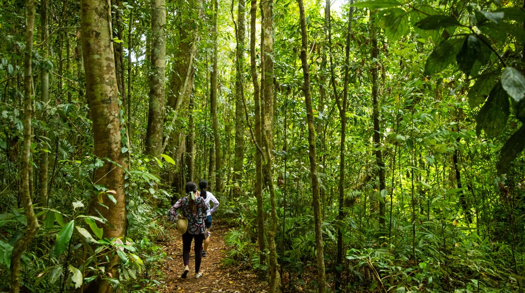 Malanda Falls Conservation Park