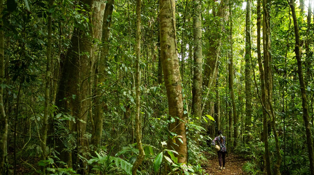 Malanda Falls Conservation Park