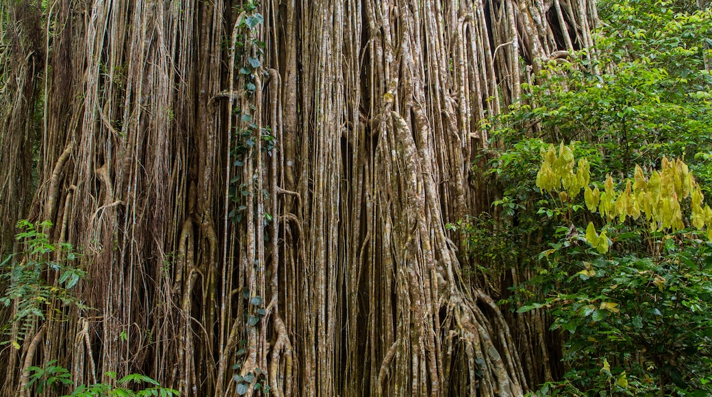 Curtain Fig National Park