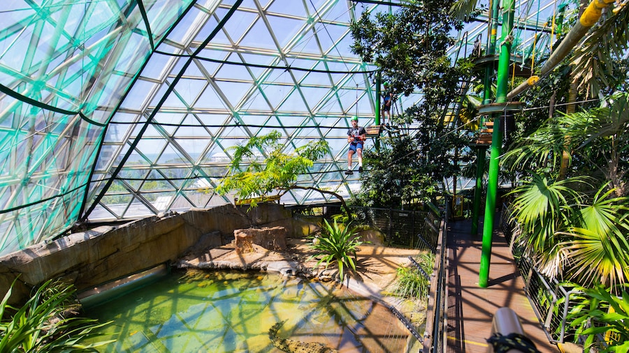 Cairns Zoom and Wildlife Dome showing a park, interior views and zip lining