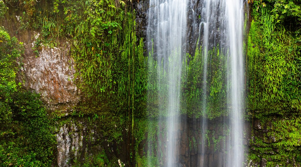 Millaa Millaa Falls showing a cascade