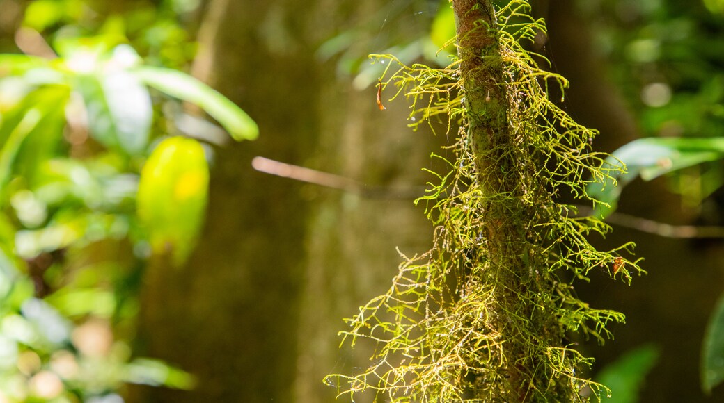 Wooroonooran National Park