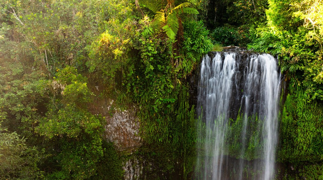 Millaa Millaa Falls showing a waterfall