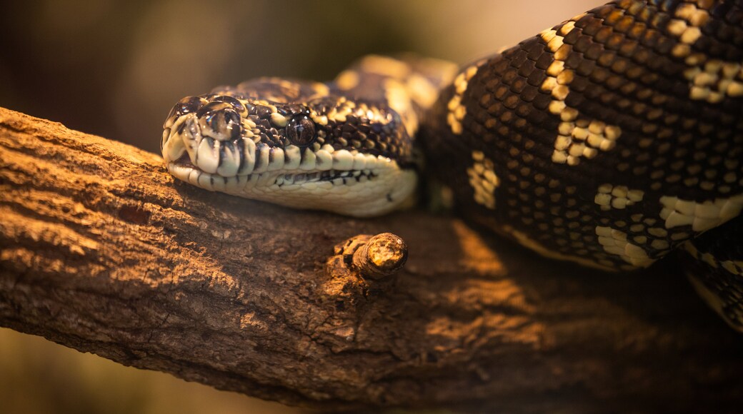 Cairns Zoom and Wildlife Dome featuring dangerous animals and zoo animals