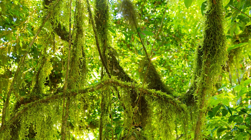 Wooroonooran National Park