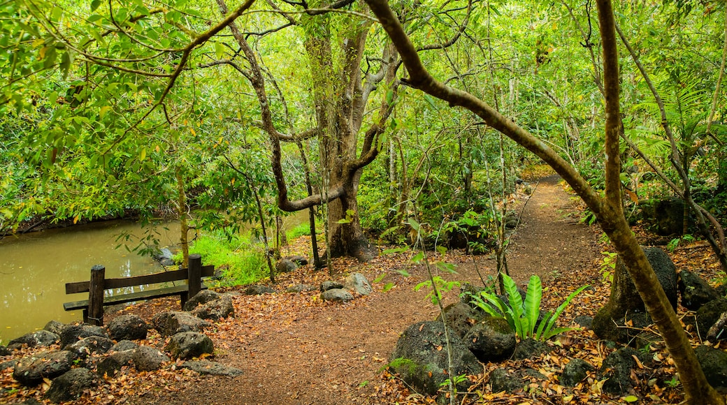 Yungaburra showing a river or creek, a park and forests