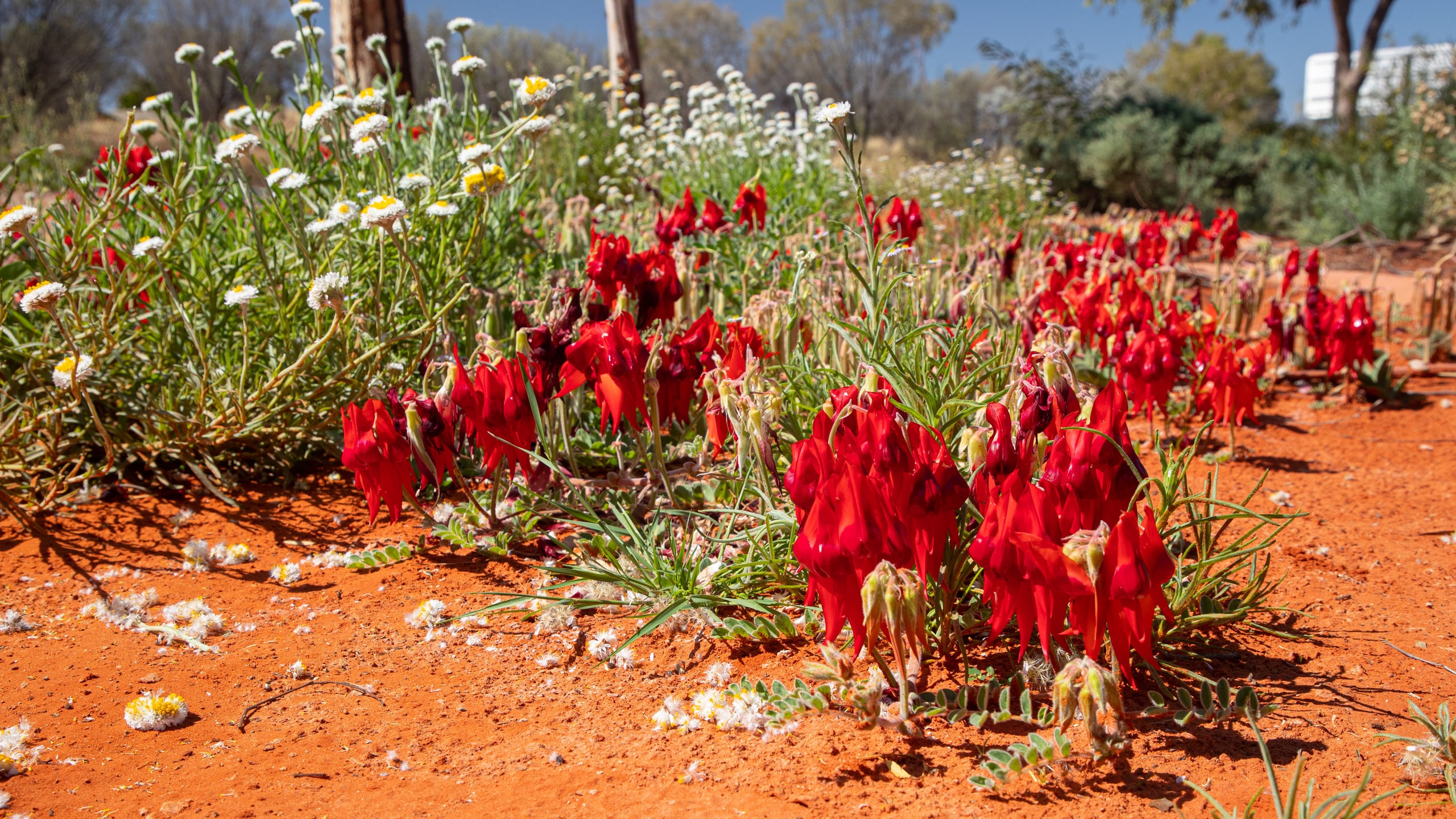 Alice Springs Desert Park
