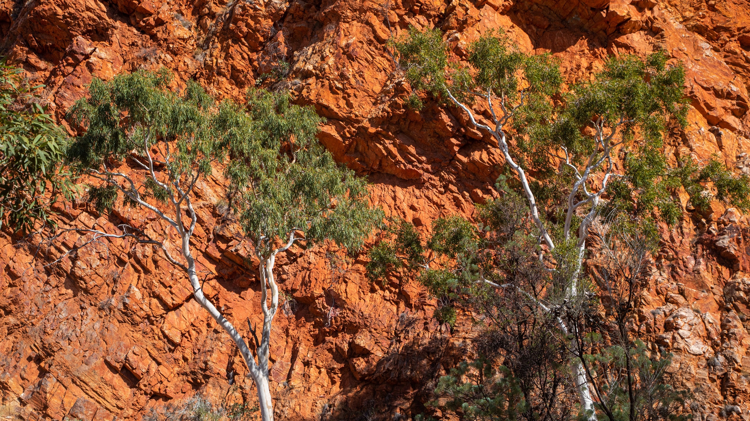 Ormiston Gorge