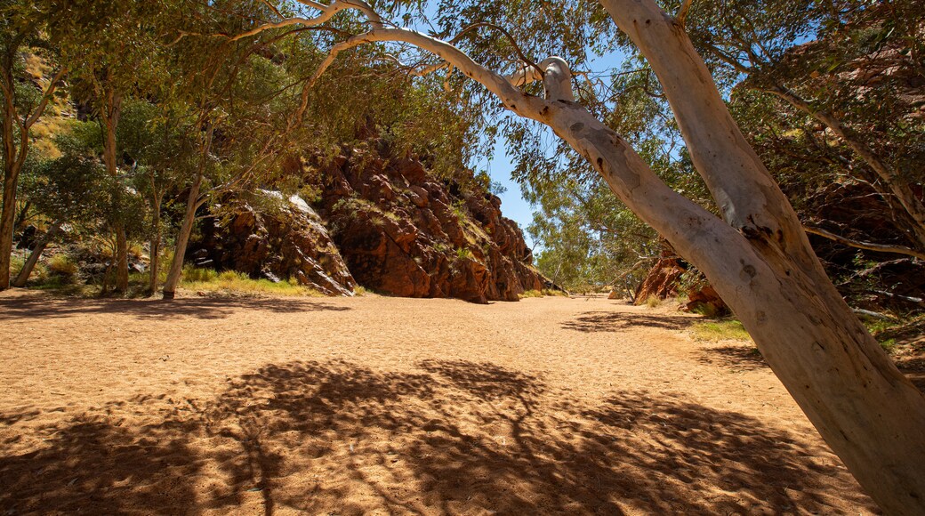 Yeperenye-Emily and Jessie Gaps Nature Park featuring desert views and a gorge or canyon