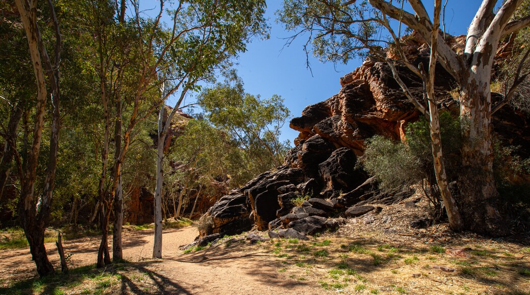 Yeperenye-Emily and Jessie Gaps Nature Park featuring a gorge or canyon and desert views