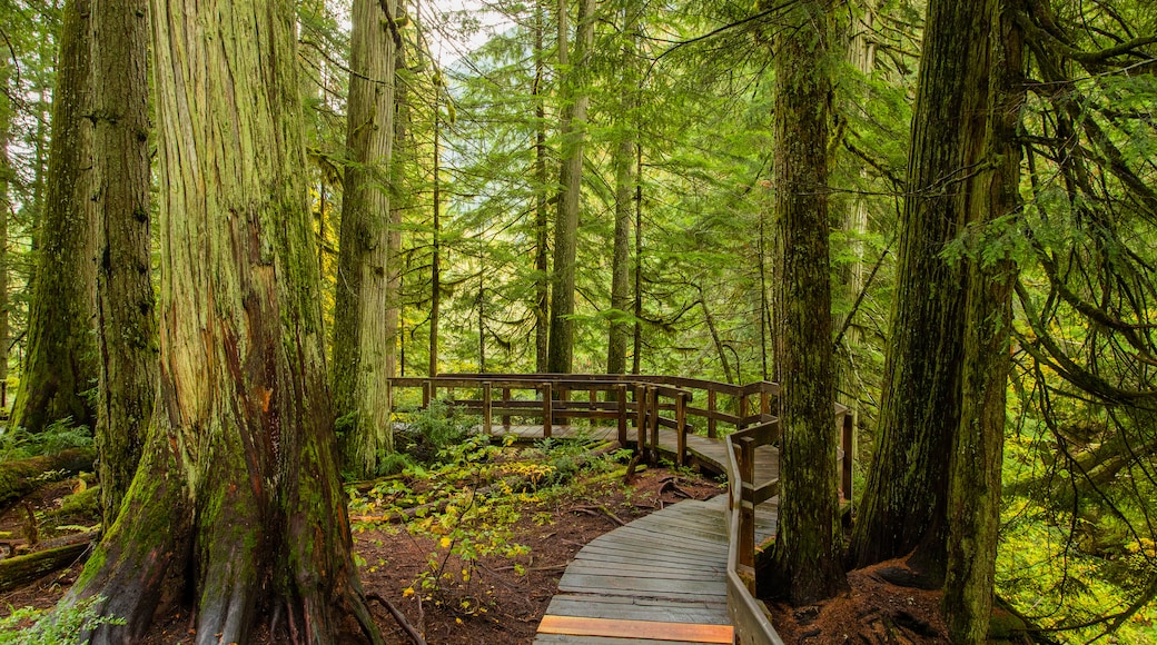 Giant Cedars Boardwalk Trail showing forests